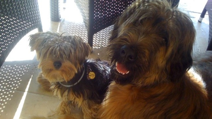 Die Geissens - die Hunde Maddox und Dex Geiss