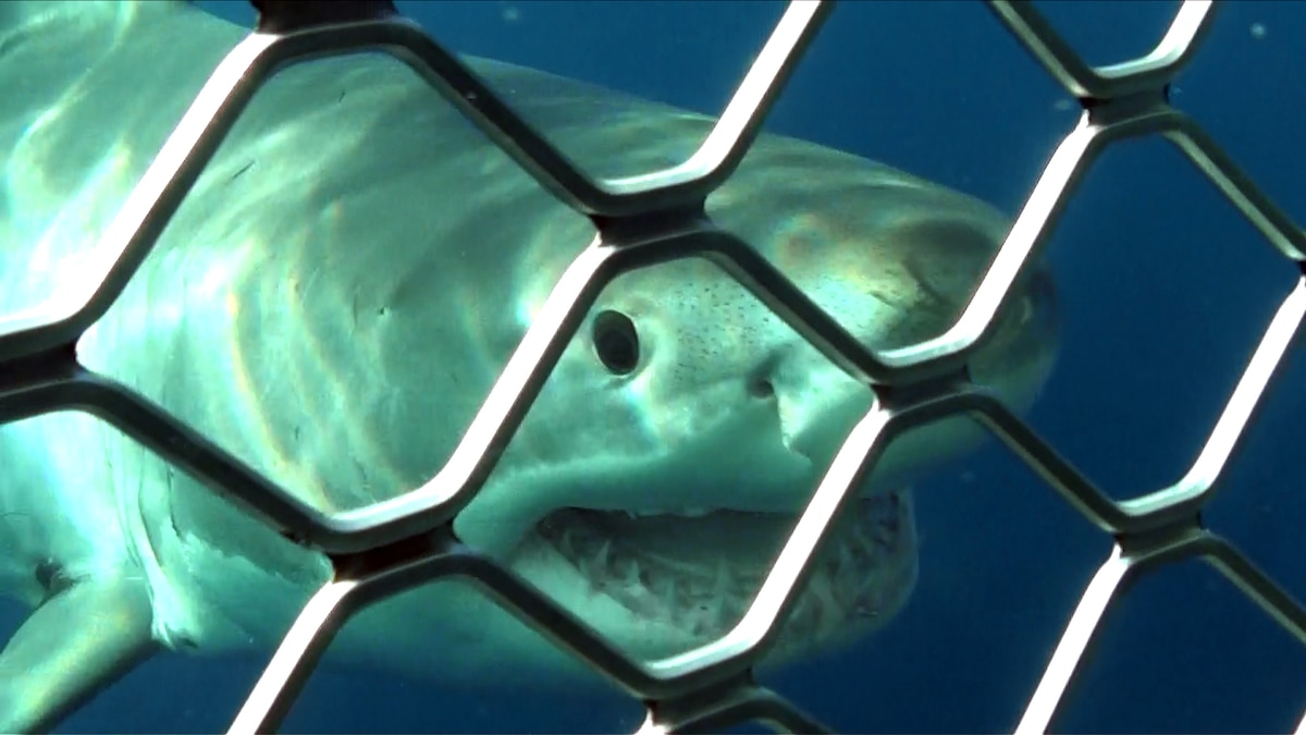 Open Water 3 Cage Dive Der Spielfilm im TVProgramm bei RTLZWEI