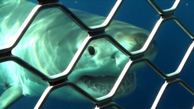 Open Water 3 - Cage Dive -